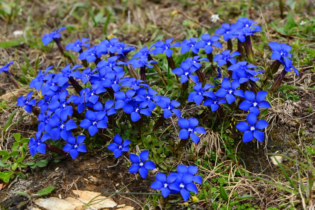 Bavarian gentians stand out due to their deep blue petals and can grow at over 3,000 m (9,842 ft) in elevation. Lofer Mountains 