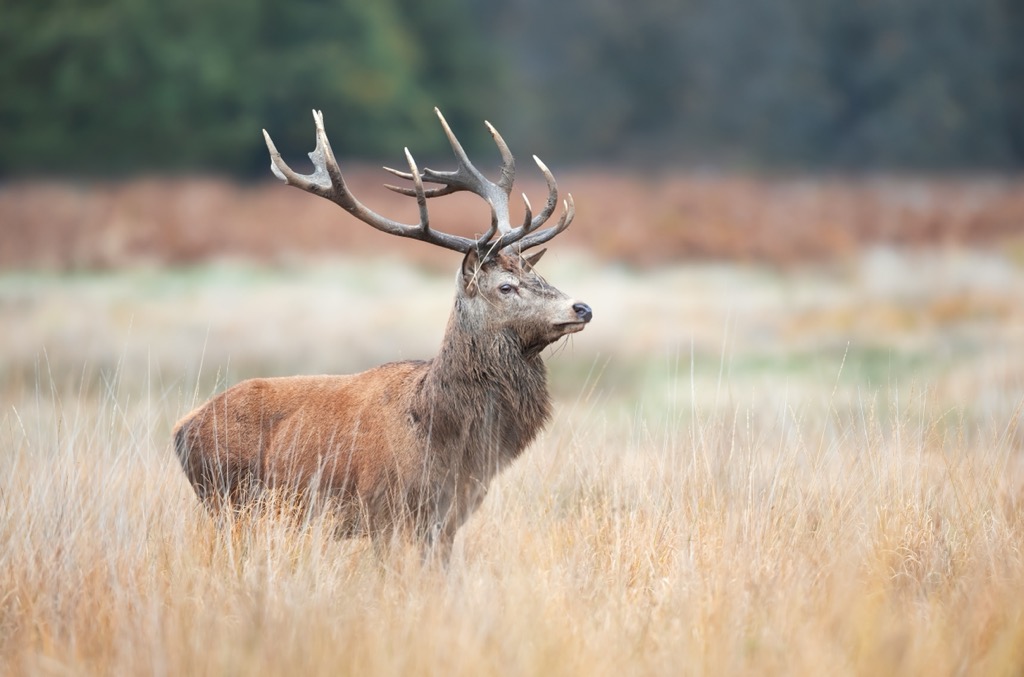 Red deer are the largest mammals in the Lofer Mountains, with stags weighing as much as 240 kg (530 lb). Lofer Mountains 