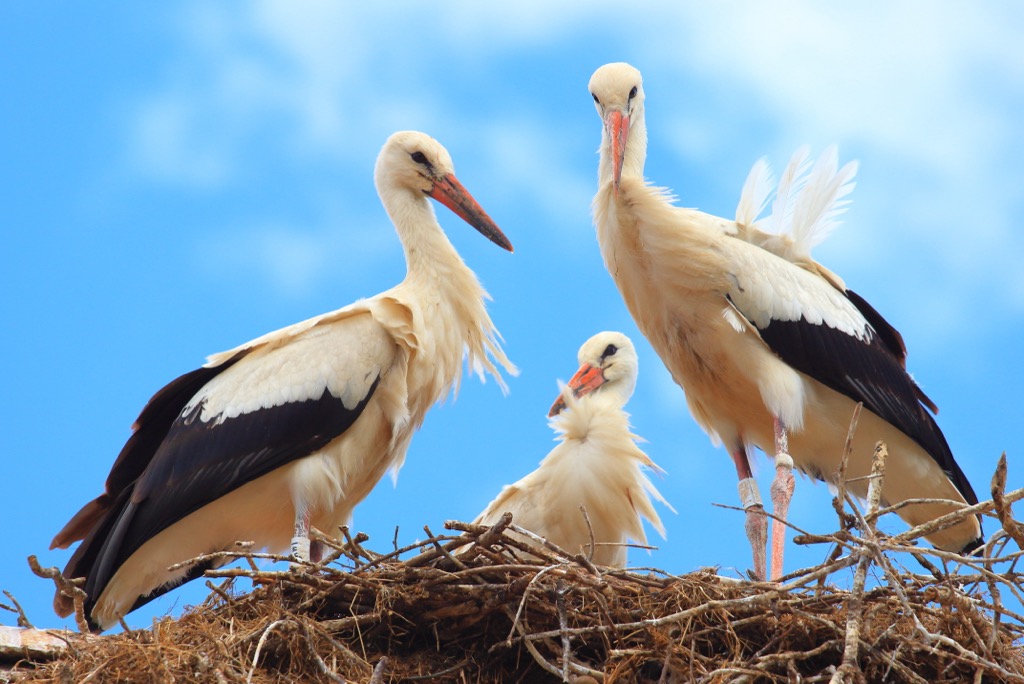 Lonjsko Polje Nature Park, Croatia
