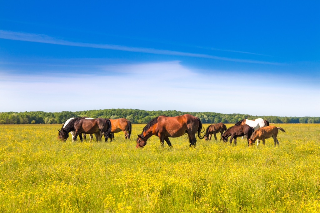 Lonjsko Polje Nature Park, Croatia