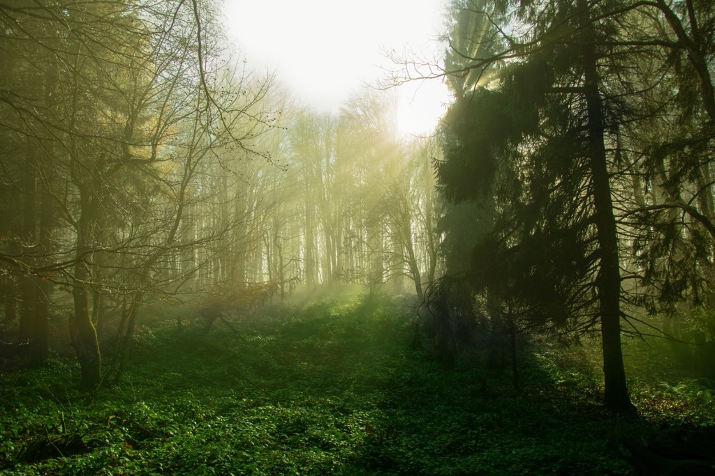 Forests of the Low Beskids. Low Beskids