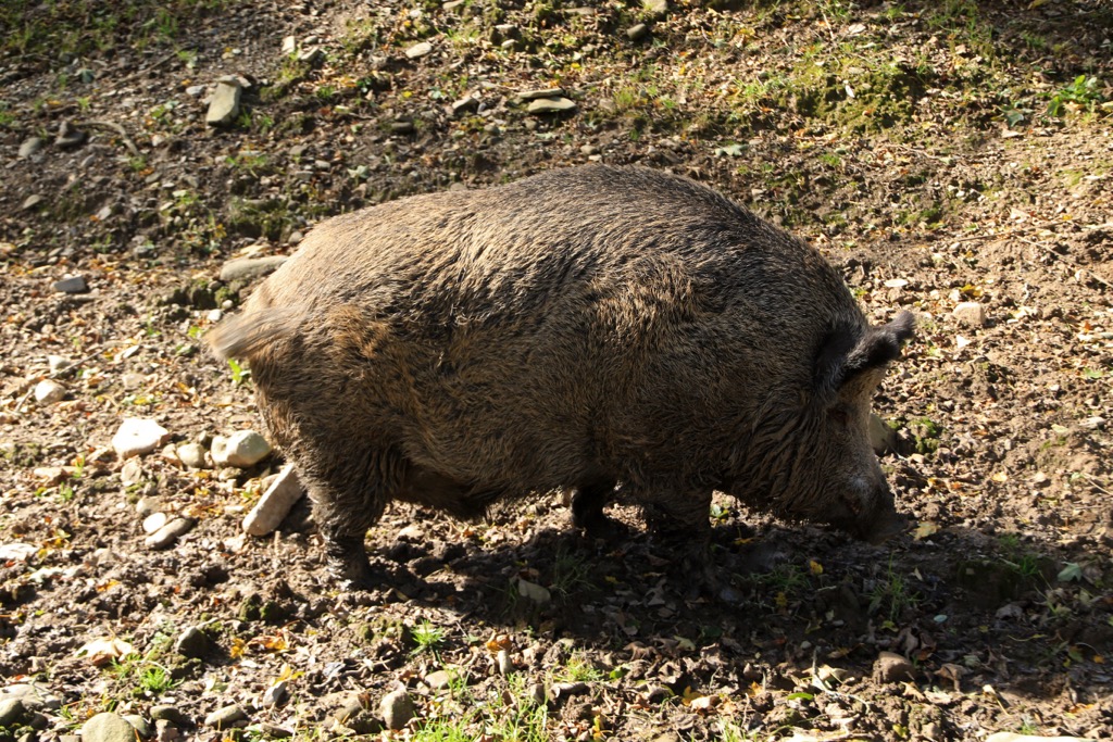 Wild boar, like this fine specimen photographed in the Low Beskids, have returned to the region as hunting pressure fades. Low Beskids