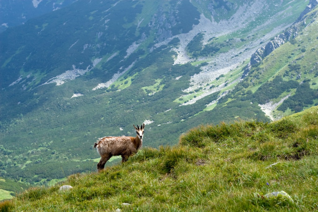 Chamois, Low Tatras National Park, Slovakia