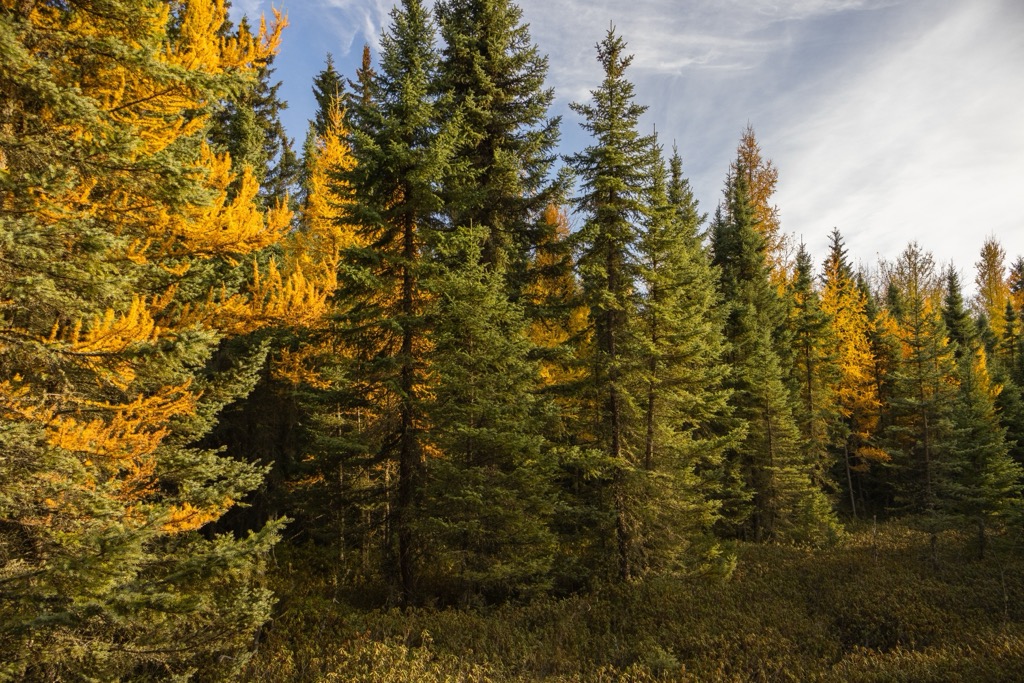 Mackenzie County, Alberta