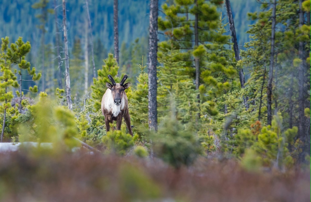 Mackenzie County, Alberta