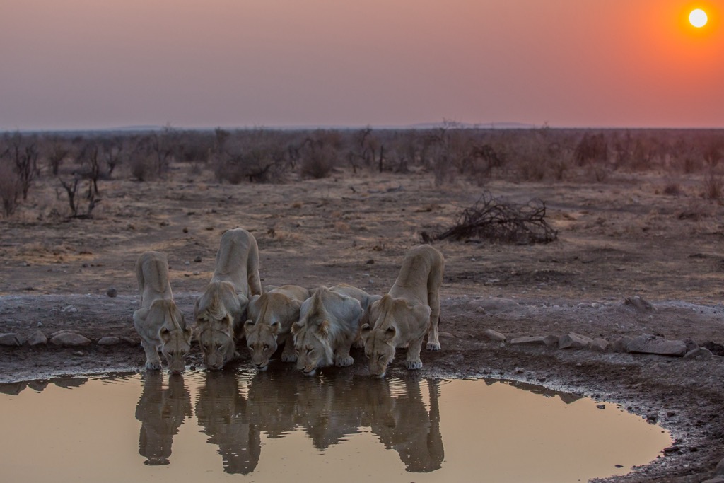 A pride of lions drinking at an artificial watering hole. Madikwe Game Reserve