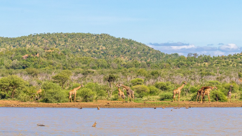 Giraffe in a typical Madikwe landscape. Madikwe Game Reserve