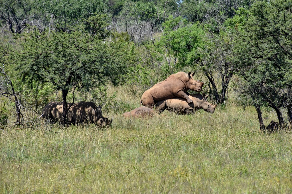 Endangered white rhinos mating in the Magaliesberg. Poachers have decimated South African white rhino populations in the last decade after the species had made an incredible comeback from game hunting during the several decades prior. Magaliesberg