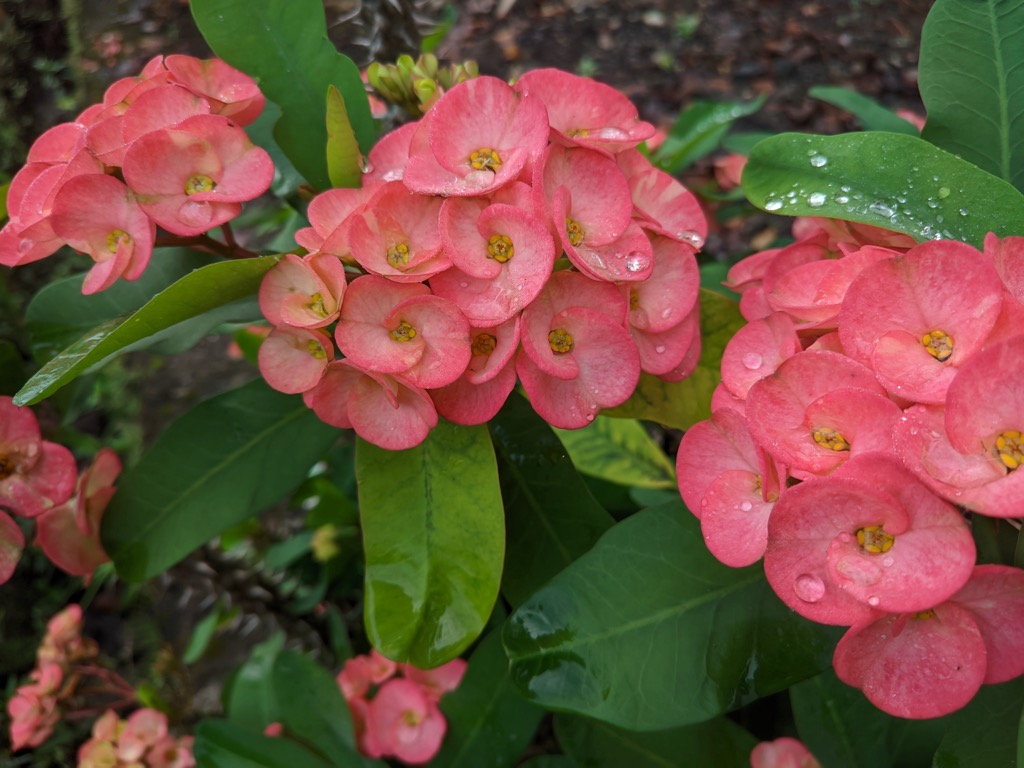 Euphorbia. Magaliesberg