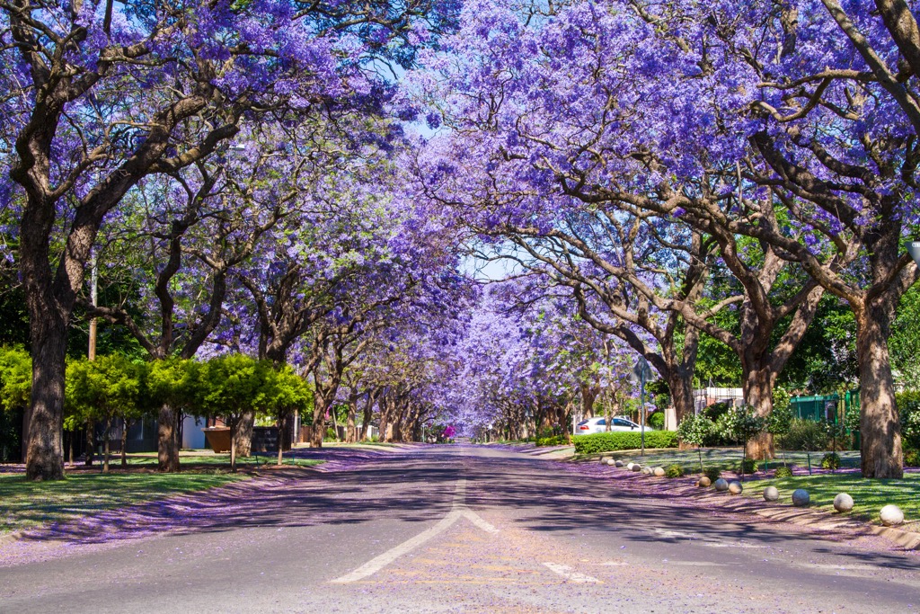 The streets of Pretoria, lined with flowering Jacaranda trees. Magaliesberg