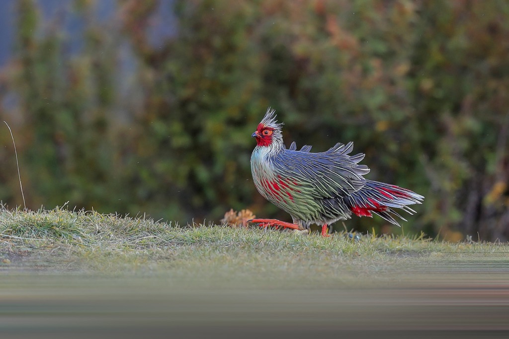 The Blood pheasant is fairly common in the forests of Makalu Barun National Park. It forages in higher elevations in summer, returning to the lower valleys during winter. Makalu Barun NP