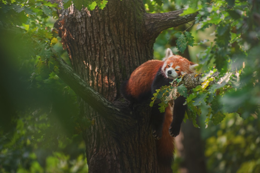A red panda takes a repose on an oak branch in the Himalayas. Makalu Barun NP