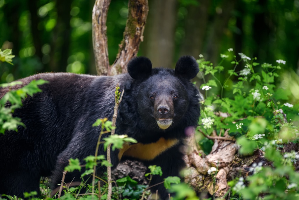 Himalayan black bear. Makalu Barun NP