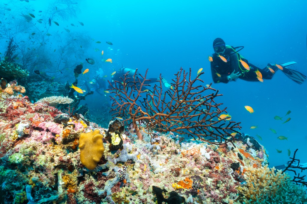 An impressive variety of coral reefs and marine life. Maldives
