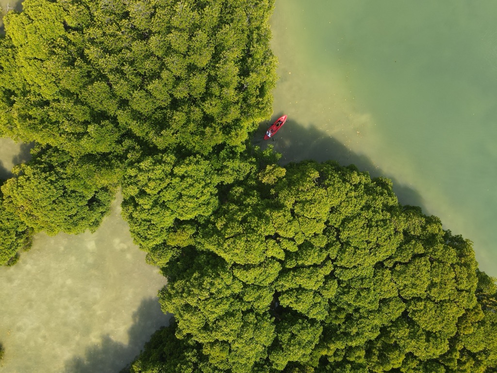 Mangrove forests play an important role in protecting Maldives. Maldives