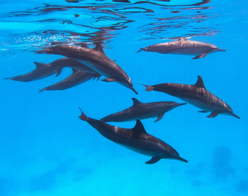 Spinner dolphins doing their thing in shallow waters off the coast of the Maldives. Maldives