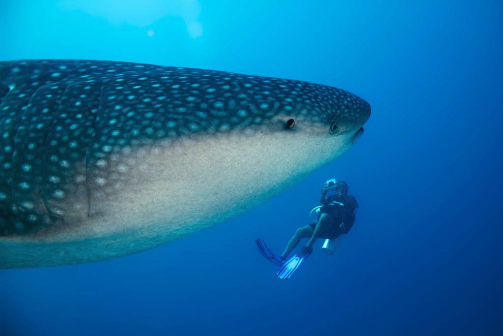 The distinctive Whale Shark is the largest fish in the ocean. Maldives