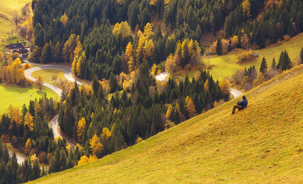 Lärchen an den oberen Hängen über einer Forststraße bei Mallnitz, Hohe Tauern, Kärnten