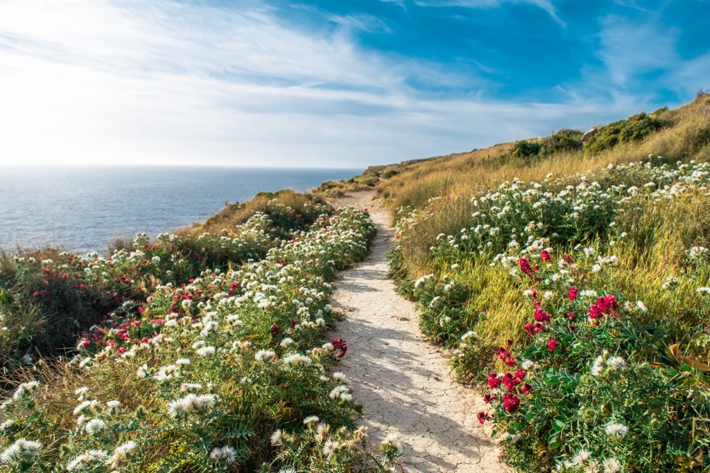Malta trail, flowers