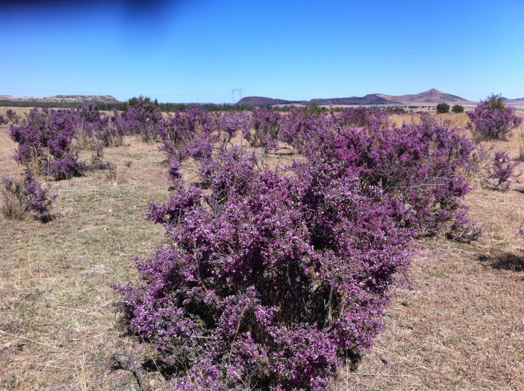Desert highveld flora. Mangaung Metropolitan Municipality