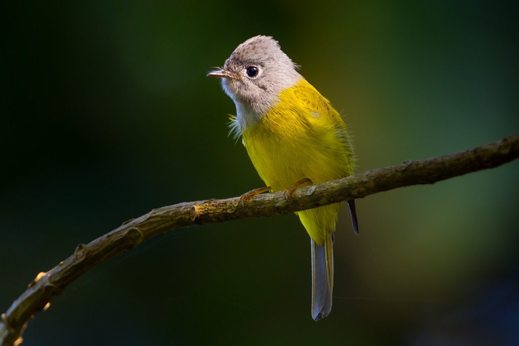 Fairy flycatcher. Mangaung Metropolitan Municipality