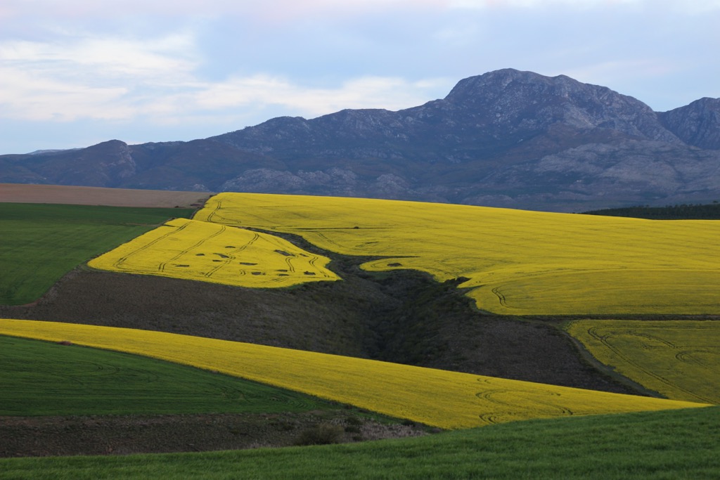 Canola plantations near Bloemfontein. Mangaung Metropolitan Municipality