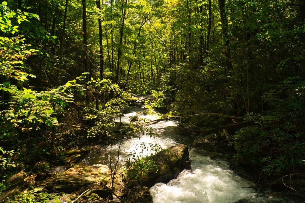 Mark Trail Wilderness, Georgia