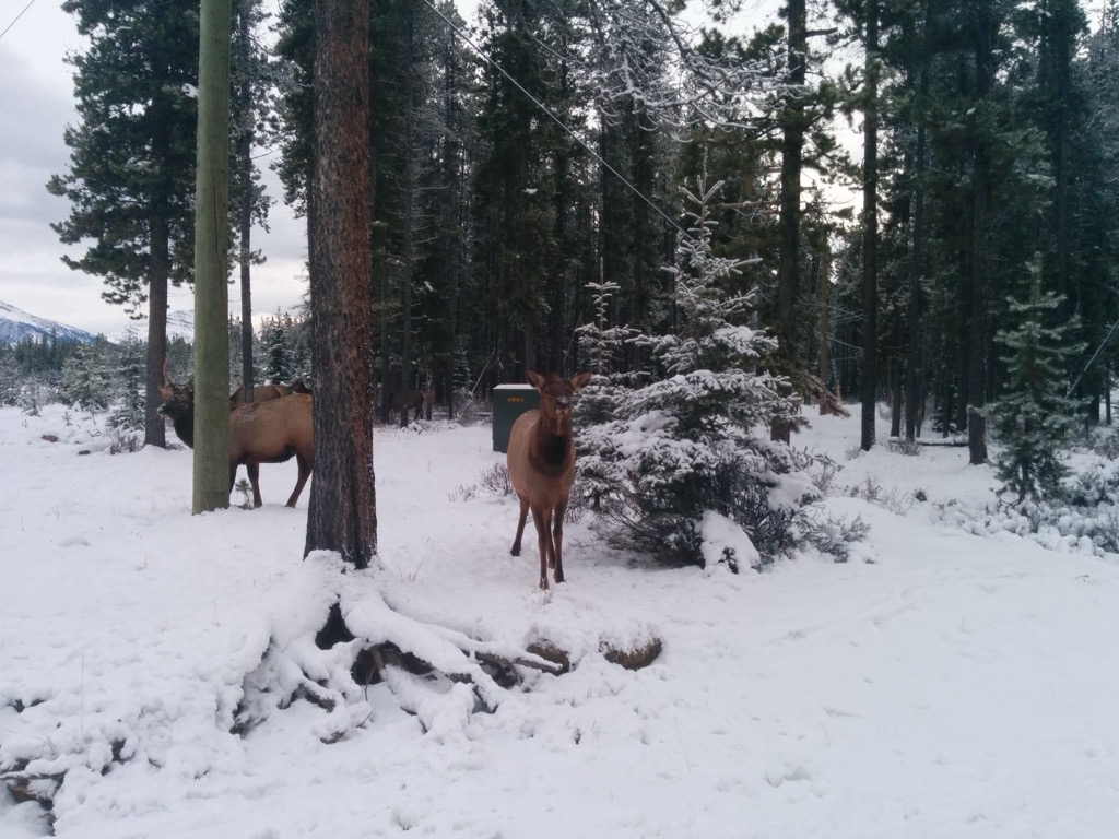 Elk making an appearance. Photo: Anthony Butt. Marmot Basin