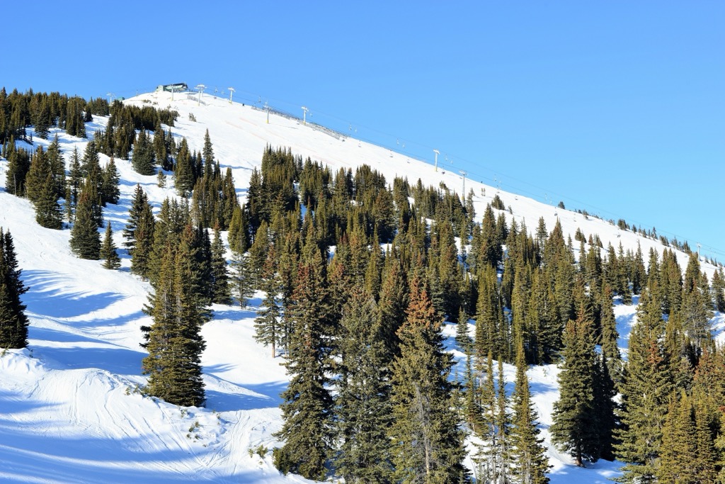 Tree skiing at Marmot Basin. Marmot Basin