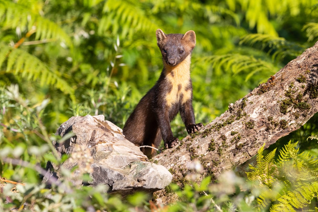 Marten, Riserva Naturale Regionale Lago di Vico, Viterbo, Lazio, Italy