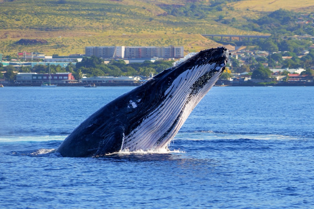 Humpback whale. Maui County