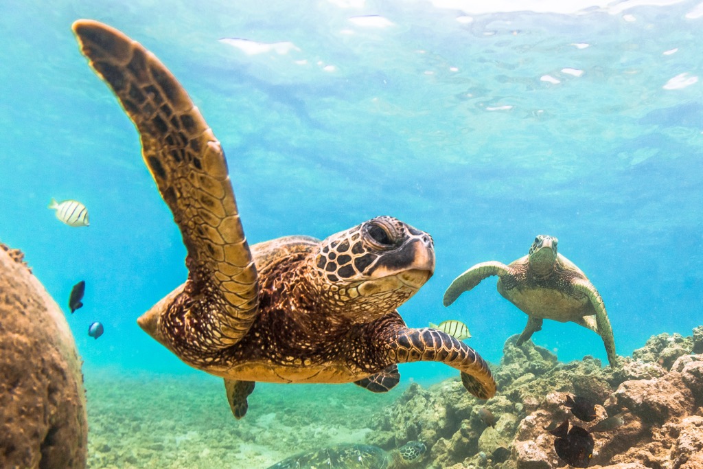 Hawaiian green sea turtles are frequent friends of divers and snorkelers across the islands. Maui County