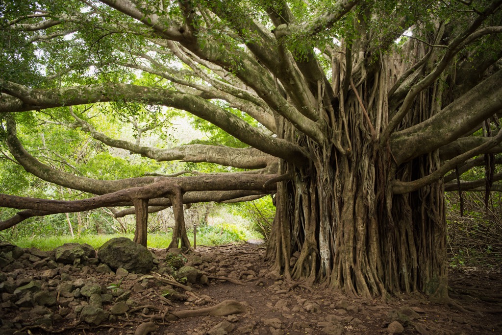 The otherworldly Banyan trees of Maui. Maui County