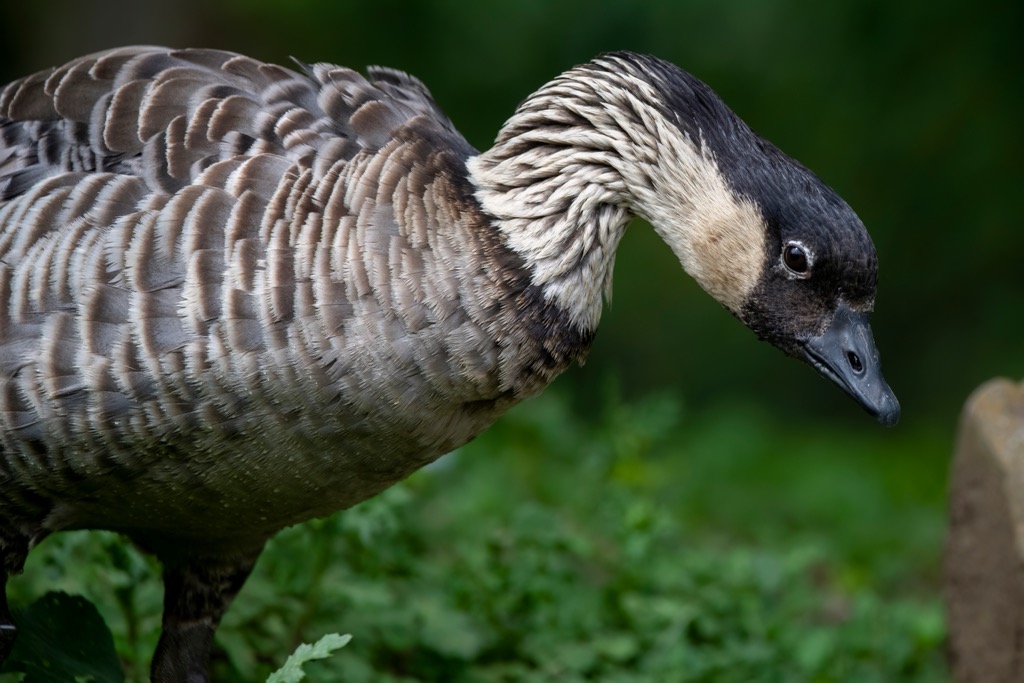 The nēnē is the beloved state bird of Hawaii. Maui County