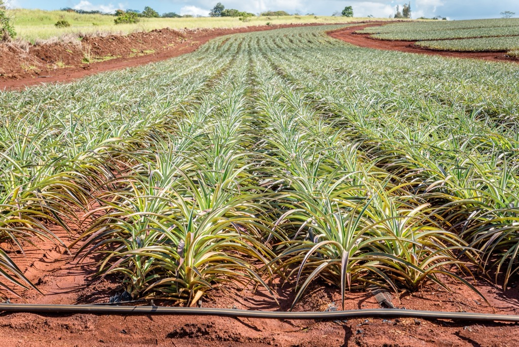 A modern pineapple plantation in Hawaii. Maui County