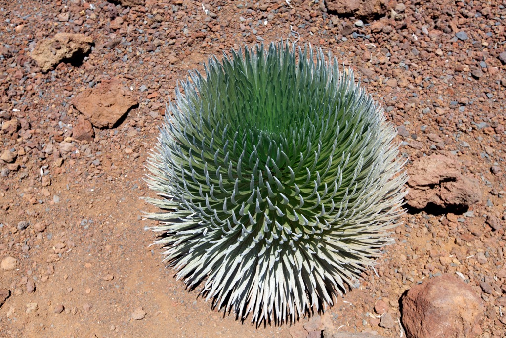 The Haleakalā silversword is one of the world’s most endemic species, existing only on the slopes of a single mountain. Maui County