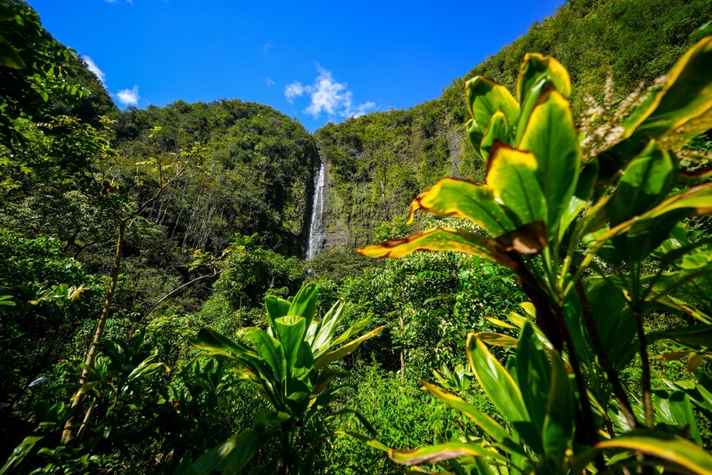 Waimoku Falls, amidst Maui’s dense tropical rainforest. Maui County