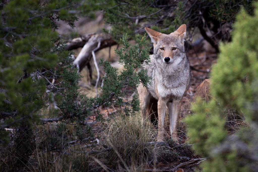Mesa Verde National Park, Colorado