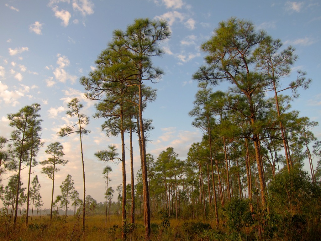 Pine Rocklands ecosystem in the Everglades National Park. Miami-Dade County