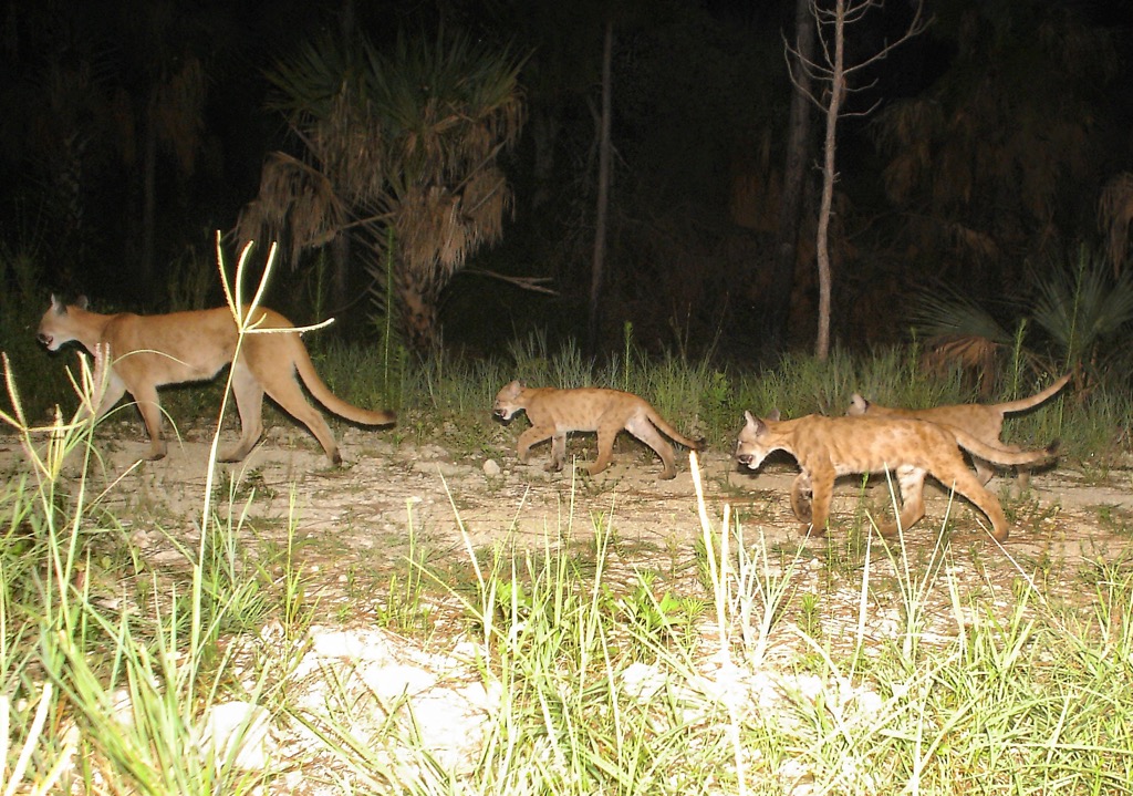 A mother Florida panther with three cubs. The Florida subspecies is listed as “Endangered” by the IUCN; it occupies 5% of its former range, and only a few hundred remain in the wild. You’re unlikely to see one of these reclusive beasts in Miami-Dade County, though they are occasionally spotted in the most rural parts of the county and the Everglades. Miami-Dade County