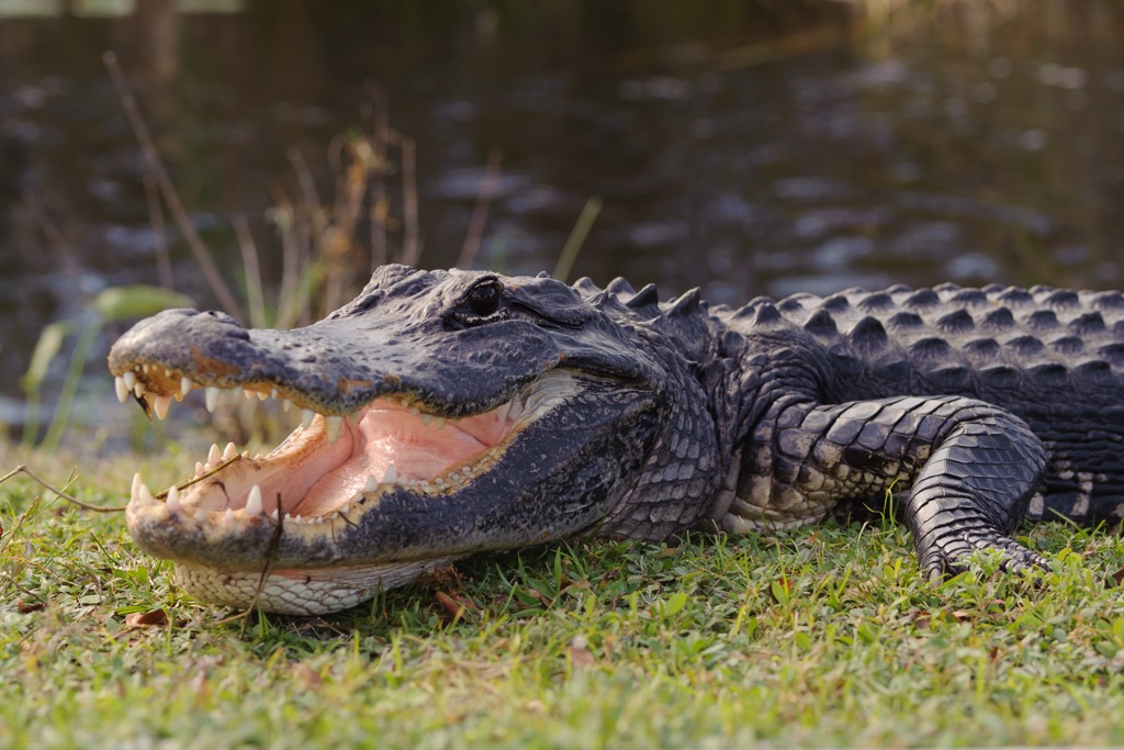 An alligator in the Everglades. Miami-Dade County