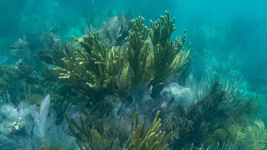 Biscayne National Park is home to some impressive reef ecosystems. Miami-Dade County