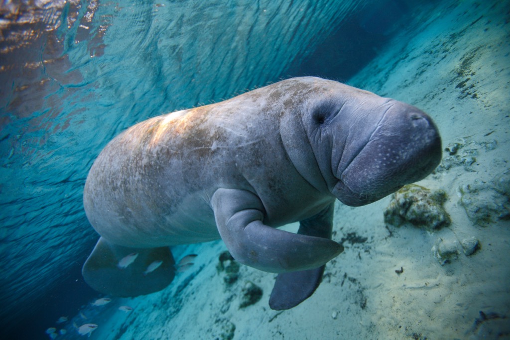Nearly 8,500 West Indian manatees are thought to inhabit the state, though they can range as far north as Delaware during the warmer months. Miami-Dade County