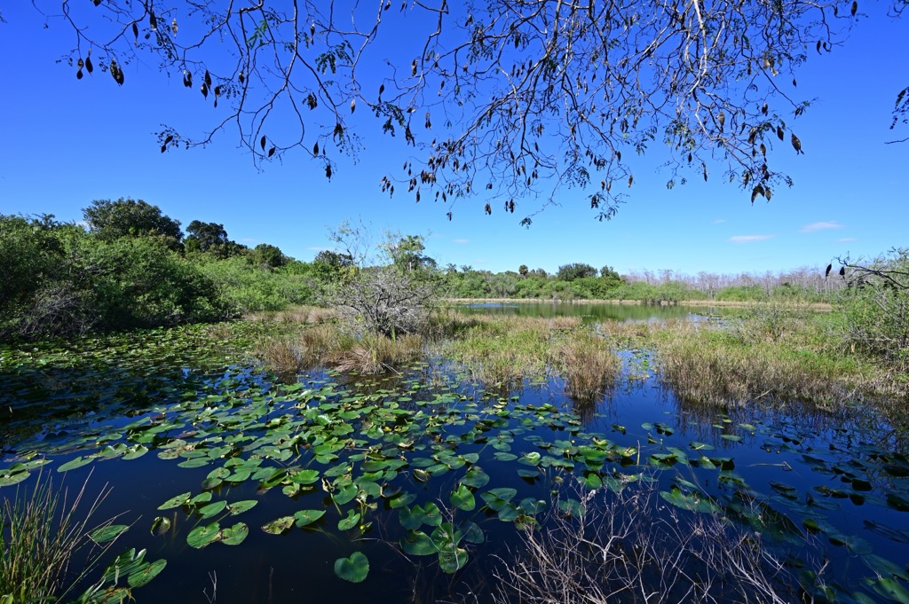 Big Cypress National Preserve. Miami-Dade County