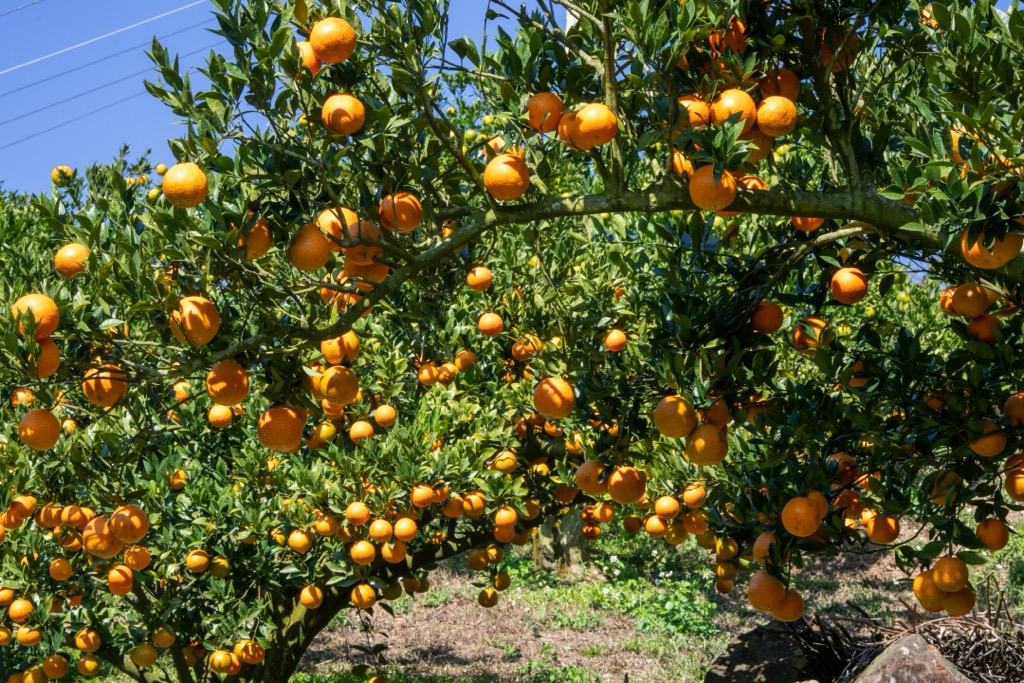 Miaoli Sanyi Houyan Mountain Nature Reserve, Taiwan