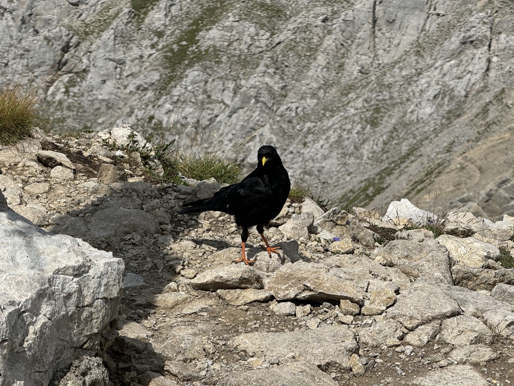 Alpine choughs are common in many places throughout the Alpide Belt, from the Alps to the Himalaya. They can nest at up to 6,500 m (21,300 ft) in elevation, higher than any other bird species. Mieminger Chain