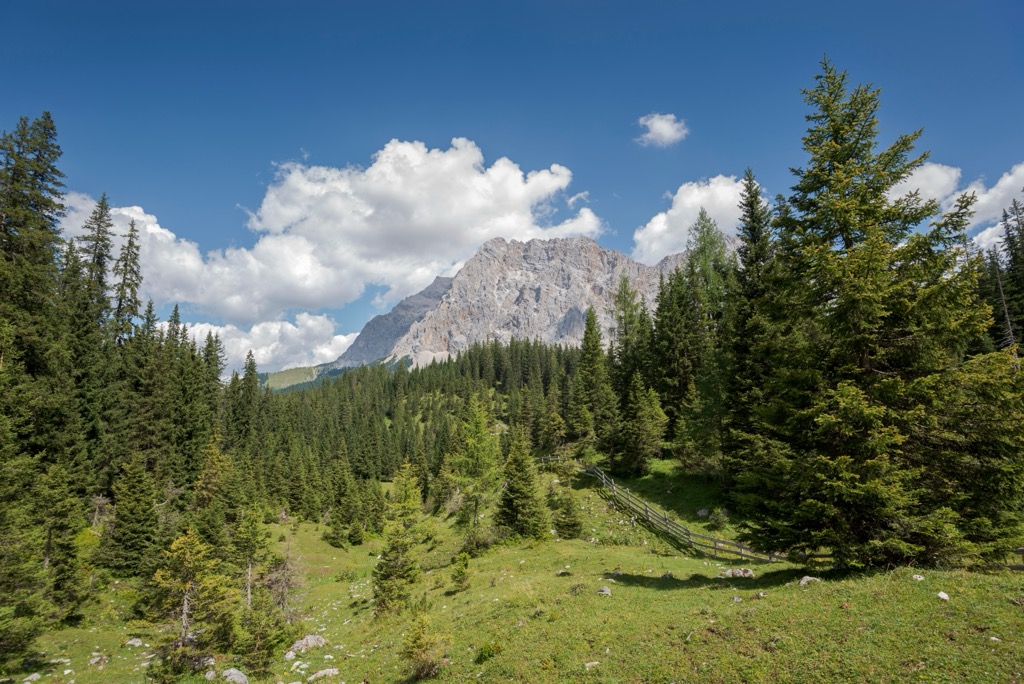 A stand of Norway spruces within the Mieming Range. Mieminger Chain