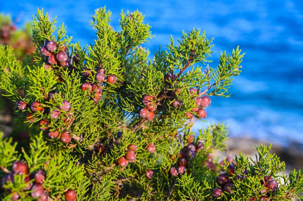 Phoenician juniper Mljet-National-Park