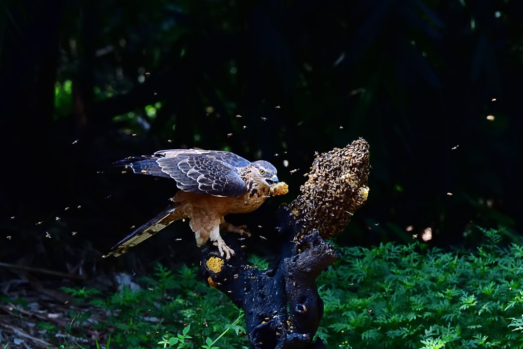 The European honey buzzard snacking on some honey. Mljet-National-Park