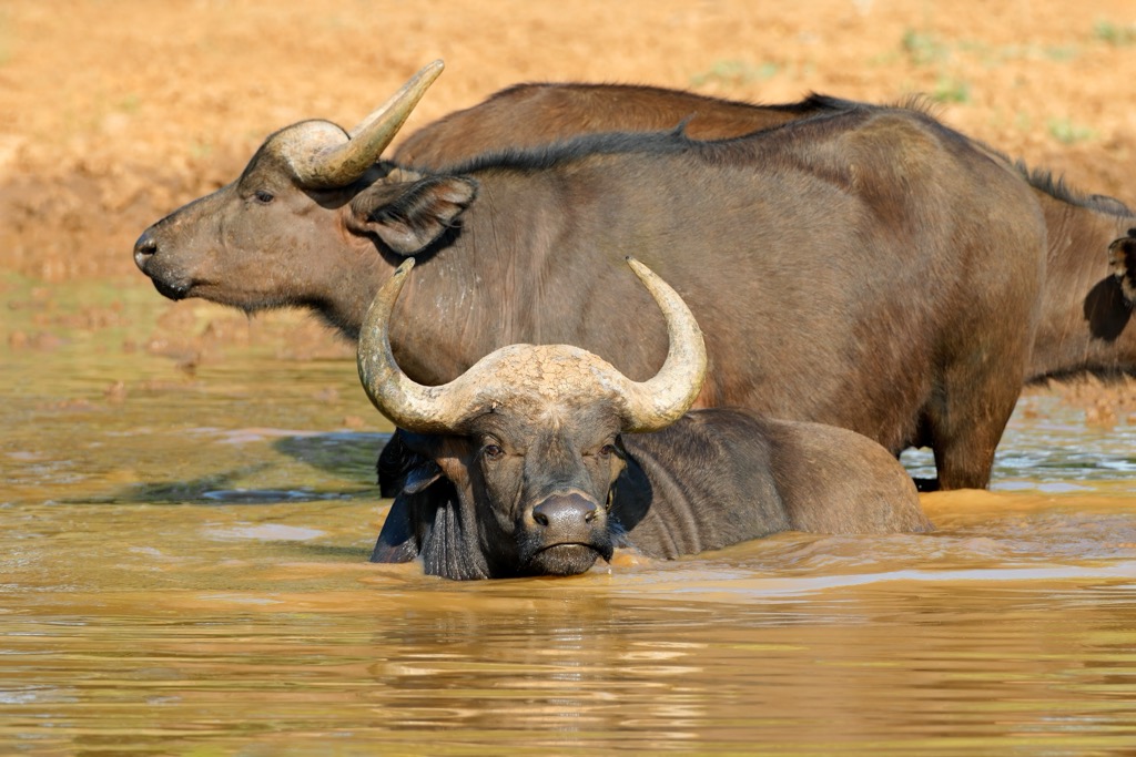 African buffalo (Syncerus caffer) in Mokala National Park. Mokala National Park